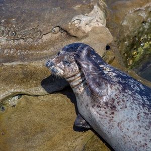 Meet your Posher, Rachael